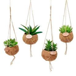 Collection de 4 succulentes et ses pots en fibre de noix de coco - 4 plantes prêtes à poser