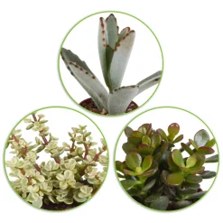 Collection de 5 succulentes - 5 plantes déco zéro effort