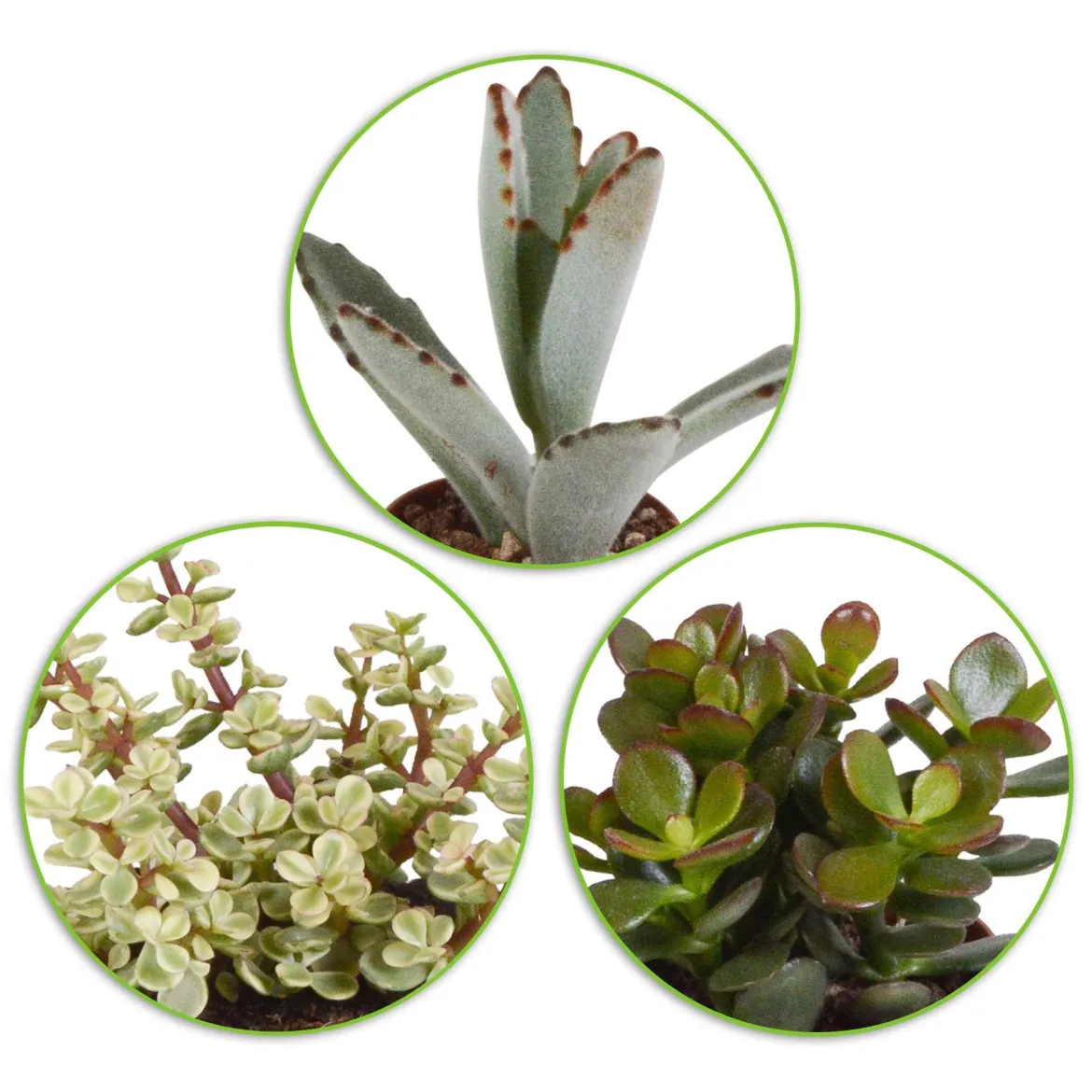 Collection de 5 succulentes - 5 plantes déco zéro effort