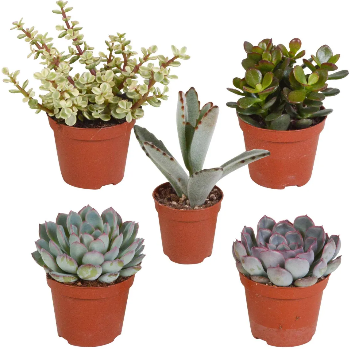 Collection de 5 succulentes - 5 plantes déco zéro effort