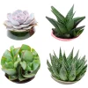 Collection de 4 succulentes - 4 plantes, zéro effort