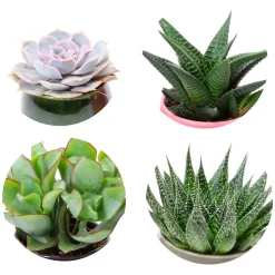 Collection de 4 succulentes - 4 plantes, zéro effort