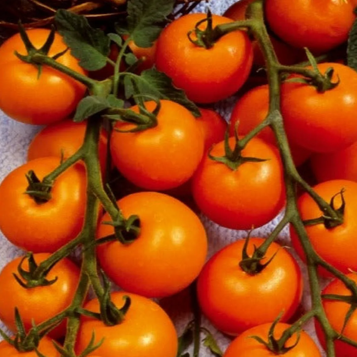 Collection de Tomates cerises - Parfait pour plats estivaux colorés