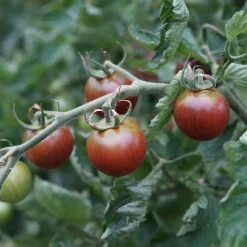 Collection de Tomates cerises - Parfait pour plats estivaux colorés