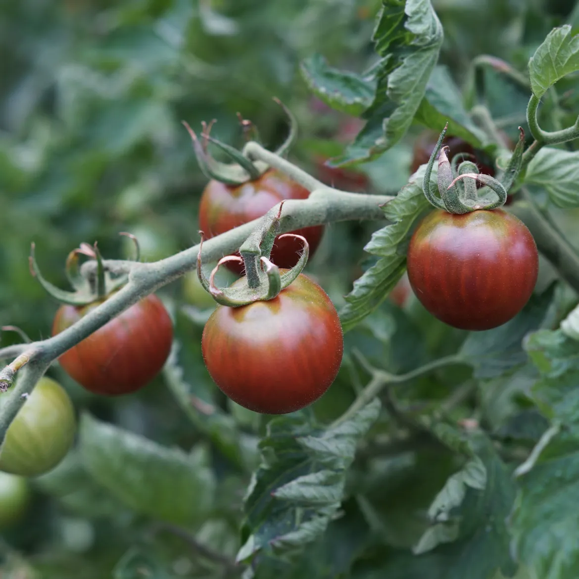 Collection de Tomates cerises - Parfait pour plats estivaux colorés