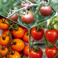 Collection de Tomates cerises - Parfait pour plats estivaux colorés