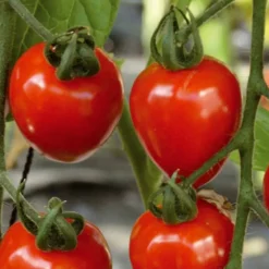 Collection de Tomates cerises - Parfait pour plats estivaux colorés