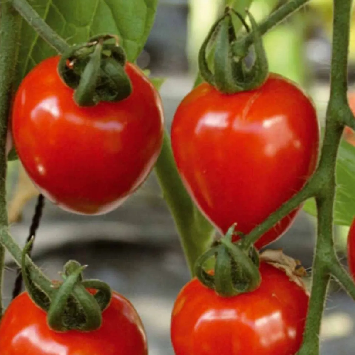 Collection de Tomates cerises - Parfait pour plats estivaux colorés