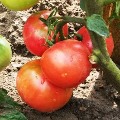 Collection de Tomates - Idéal pour un potager équilibré