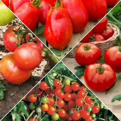 Collection de Tomates - Idéal pour un potager équilibré