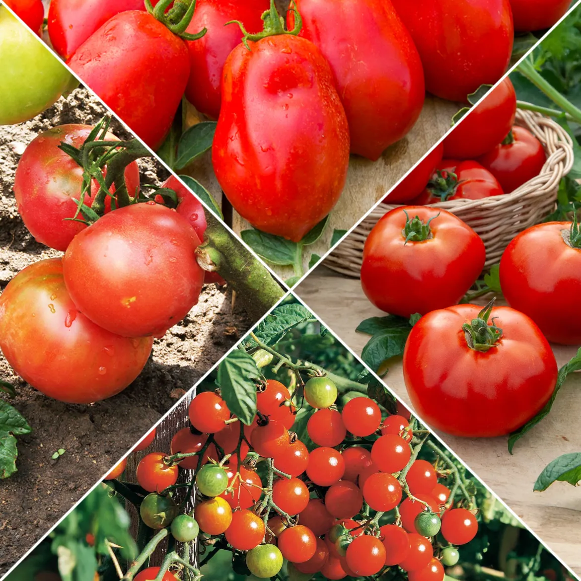 Collection de Tomates - Idéal pour un potager équilibré