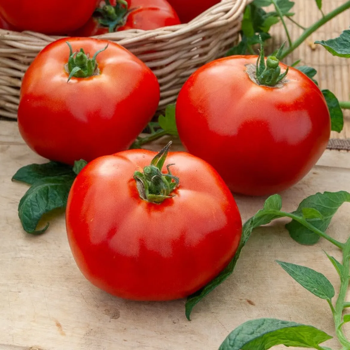 Collection de Tomates - Idéal pour un potager équilibré