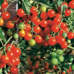 Collection de Tomates - Idéal pour un potager équilibré