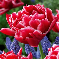 Collection de 25 Tulipes doubles Murillo - Le printemps en double dose