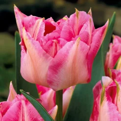 Collection de 25 Tulipes doubles Murillo - Le printemps en double dose