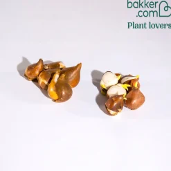 Collection de 10 Tulipes Esprit et Paul Sherer - Le duo qui change tout