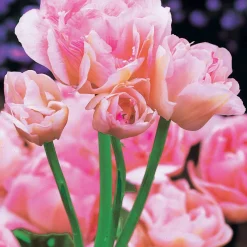 Collection de Tulipes à fleurs de pivoine - Des tulipes qui font l'effet pivoine