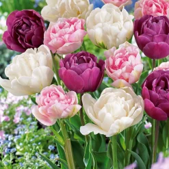 Collection de Tulipes à fleurs de pivoine - Des tulipes qui font l'effet pivoine