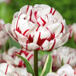 Collection de Tulipes à fleurs de pivoine - Des tulipes qui font l'effet pivoine