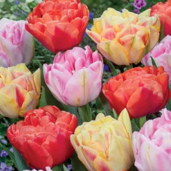 Collection de 12 Tulipes à fleurs de pivoine en mélange - Des fleurs doubles spectaculaires