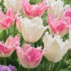 Collection de 20 Tulipes Huis ten Bosch et Noordeinde - Deux tulipes, un bouquet royal