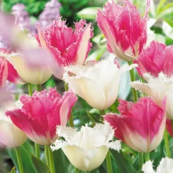 Collection de 20 Tulipes Huis ten Bosch et Noordeinde - Deux tulipes, un bouquet royal