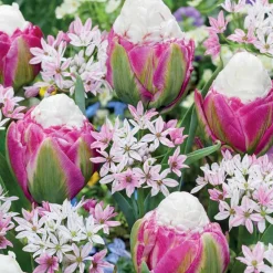 Collection de 15 Tulipes Ice Cream et Alliums Caméléon - Un massif qui fait sensation