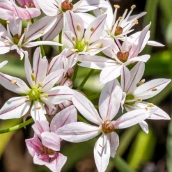 Collection de 15 Tulipes Ice Cream et Alliums Caméléon - Un massif qui fait sensation