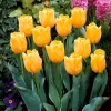 Collection de 20 Tulipes à longues tiges - 20 tulipes, un bouquet géant