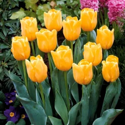 Collection de 20 Tulipes à longues tiges - 20 tulipes, un bouquet géant