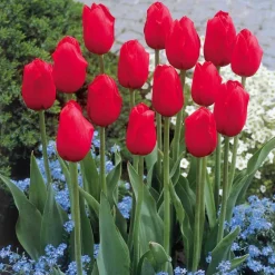 Collection de 20 Tulipes à longues tiges - 20 tulipes, un bouquet géant