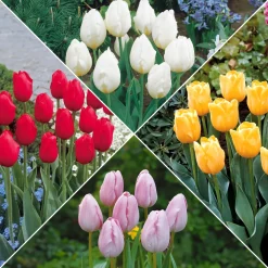 Collection de 20 Tulipes à longues tiges - 20 tulipes, un bouquet géant