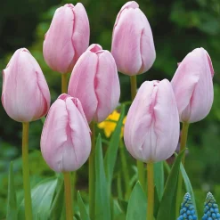 Collection de 20 Tulipes à longues tiges - 20 tulipes, un bouquet géant