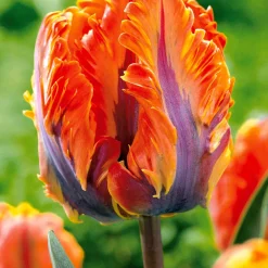 Collection de 24 Tulipes perroquet - Des pétales qui font tourner les têtes
