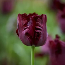 Collection de 24 Tulipes perroquet - Des pétales qui font tourner les têtes