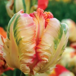 Collection de 24 Tulipes perroquet - Des pétales qui font tourner les têtes