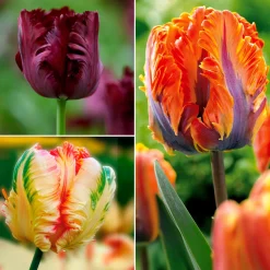 Collection de 24 Tulipes perroquet - Des pétales qui font tourner les têtes