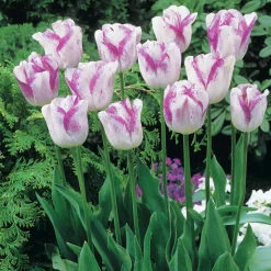 Collection de 20 Tulipes romantiques Angélique et Shirley - Un printemps en rose et fuchsia