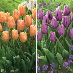 Collection de 20 Tulipes triomphe Bellville et Blue Beauty - Duo de tulipes plein pep's