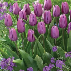 Collection de 20 Tulipes triomphe Bellville et Blue Beauty - Duo de tulipes plein pep's