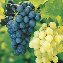 Collection de 2 Vignes : Muscat de Hambourg et Chasselas de Fontainebleau - Idéale pour des cépages variés