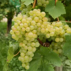 Collection de vignes - Parfaite pour des jardins d’amateurs
