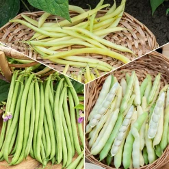 Collection d'Haricots - 3 saveurs à récolter