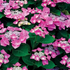 Collection d'Hortensias pour massifs et haies fleuris - 3 arbustes - Indispensable pour bordures éclatantes