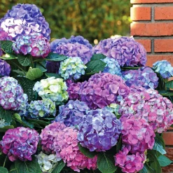 Collection d'Hortensias pour massifs et haies fleuris - 3 arbustes - Indispensable pour bordures éclatantes