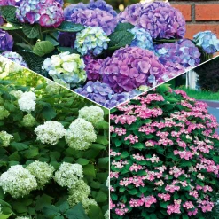 Collection d'Hortensias pour massifs et haies fleuris - 3 arbustes - Indispensable pour bordures éclatantes
