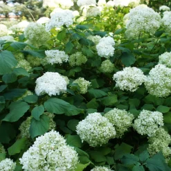 Collection d'Hortensias pour massifs et haies fleuris - 3 arbustes - Indispensable pour bordures éclatantes