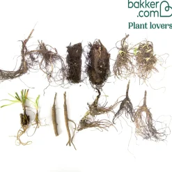 Collection fantaisie de 14 plantes vivaces - 2 m² - Un massif fleuri sans effort
