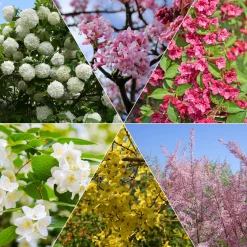 Collection Haie des quatre saisons - 6 arbustes - Floraison à chaque saison
