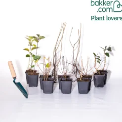 Collection Haie fleuries et parfumées - 12 arbustes - Haie fleurie clé en main